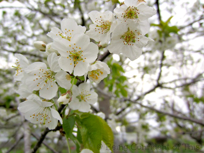 white blossoms Grace and Truth, Spring blossoms, Beautiful creation
